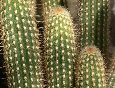 Kaktüslerin ortamdaki elektiriksel alanı emdiği tespit edildi