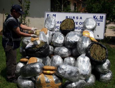 Bursa'da 250 Kilo Esrarla Yakalanan 3 Kişi Tutuklandı