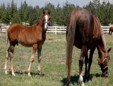 Sahibine 3,5 Milyon Lira Kazandırdı