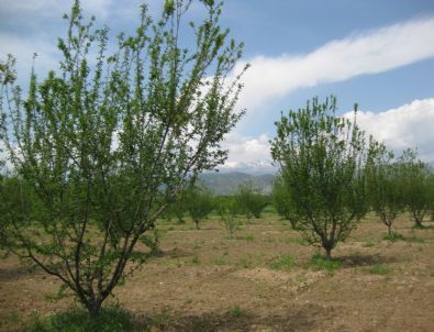 Chp'li Türeli, Erikte Yaşanan Sıkıntıyı Meclis Gündemine Taşıdı