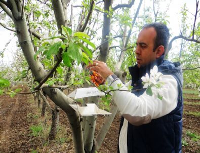 İğdır’da Elma Kurdu Uyarısı