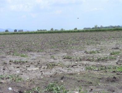Osmaniye’de Dolu Yağışı Ekili Alanlara Zarar Verdi