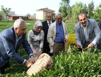 Akil Adamlar Rize'de Çay Topladı