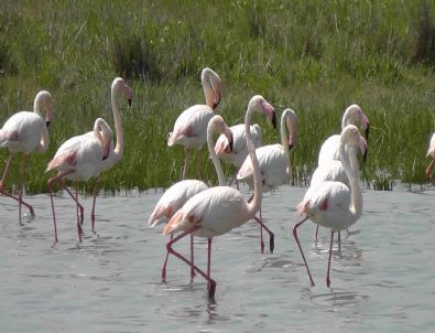 Düden Gölü’nde Flamingo Sayısı Artıyor
