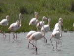 FLAMİNGO - Düden Gölü’nde Flamingo Sayısı Artıyor