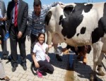 SÜT ÜRETİMİ - Dersimiz: ‘Süt Sağma’