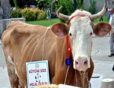 Kayseri'de Süt Sağma Yarışması