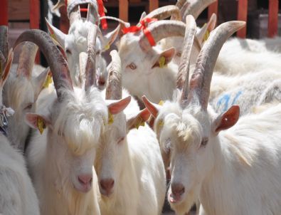 Balıkesirli Çiftçilere Saanen Keçisi Dağıtıldı