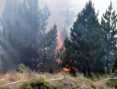 Eskişehir’de Orman Yangını
