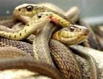 PANZEHİR - Irak'ı yılanlar bastı: 60 ölü