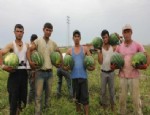 KABALA - Adana'da Karpuz Hasadı Devam Ediyor