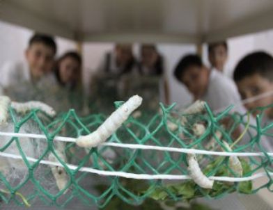 Bu Okulda Öğrenciler İpek Böceğinden Koza Üretiyor