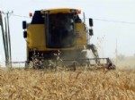Buğdayın Ekim Alanları Daraldı Rekolte Arttı