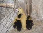 YABAN ÖRDEĞİ - Ördek Yavrularına Tavuk Annelik Yapıyor