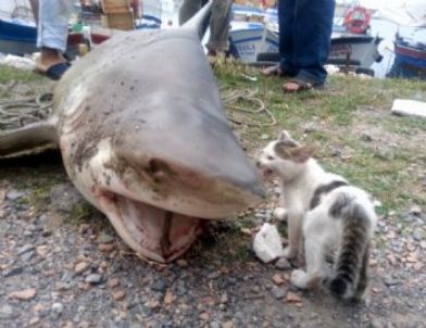 (özel Haber) Balıkçıların Oltasına Köpek Balığı Takıldı