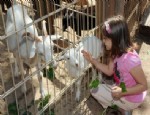 ANTALYA HAYVANAT BAHÇESİ - Hayvanat Bahçesi’nde “bahar Şenliği” Coşkusu