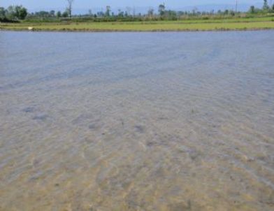 Tohumlar Bozuk Çıktı, Üretici Mağdur Oldu