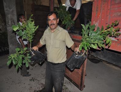 Çiftçiye 8 Bin Ceviz Fidanı