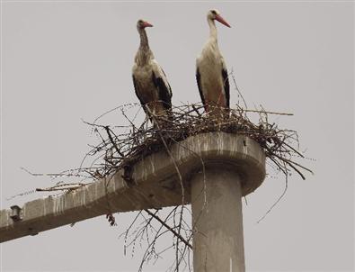 Kesecik Kasabası Leylekler Vadisine Dönüşüyor