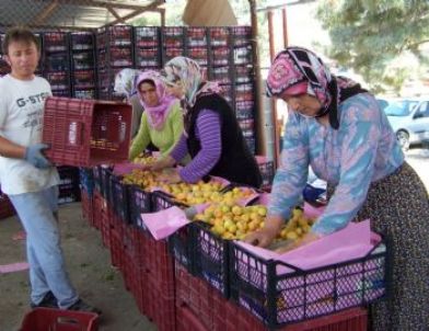 Erkenci Kayısının Kilosu 10 Tl