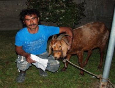 Keçisini Köpek İsırınca Acil Servise Getirdi