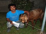 SOKAK KÖPEKLERİ - Keçisini Köpek İsırınca Acil Servise Getirdi
