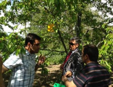 Meyve Bahçelerine Böcek Tuzakları Asıldı