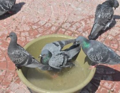 Sıcaktan Bunalan Güvercinlerin İmdadına Esnaf Yetişti