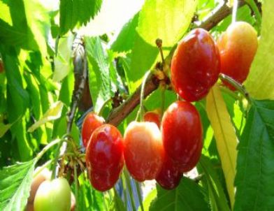 Türkiye’nin Açıkta İlk Kiraz Hasadı Silifke’de Yapıldı