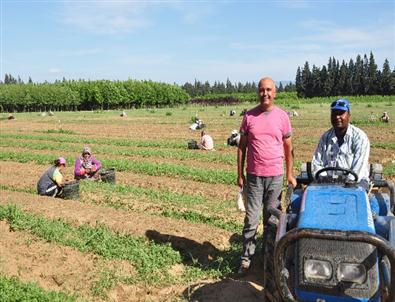 Torbalı Orman Fidanlığı Rekora Koşuyor