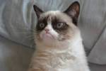 FENOMEN - 'Grumpy Cat' artık film yıldızı