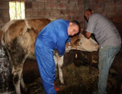 Çaycuma'daki Karantina Bölgesinde Şap Aşısı Uygulaması