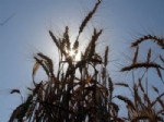 Aşırıcı Sıcaklar Buğdayı Erken Hasat Ettirecek