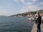 BALIK BEREKETİ - Yunuslar Adeta Balıkçı Teknesiyle Yarıştı