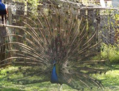 Evinin Bahçesinde Beslediği Tavus Kuşlarıyla Turistlerin İlgisini Çekiyor