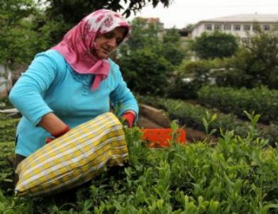 Çay Taban Fiyatı Üreticiyi Memnun Etmedi