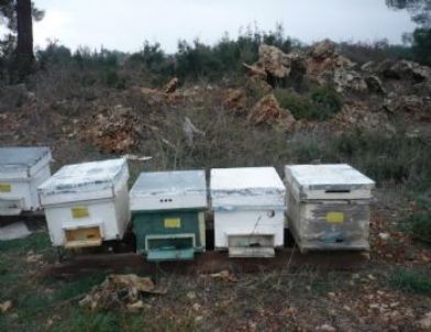 Cide’de Aç Kalan Ayı, Arı Kovanlarını Parçaladı