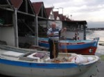YUNUS BALIĞI - Küçük Balıkçılar Yunuslardan Yana Dertli