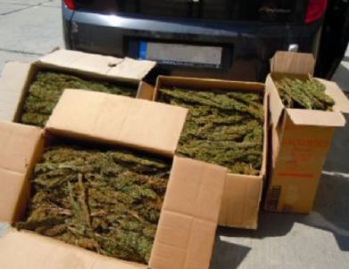 Tarsus'ta 35 Kilo Esrar Ele Geçirildi