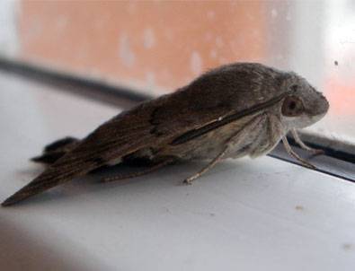 Hayvanlar aleminin en keskin kulağı