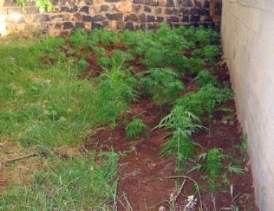 Viranşehir'de Evinin Bahçesine Hint Keneviri Eken Şahıslar Yakalandı