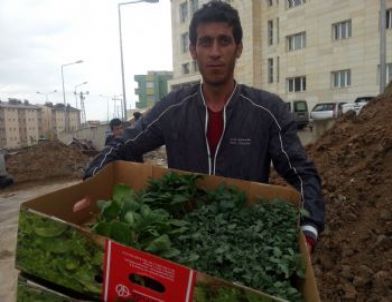 Çiftçilere Sebze Fideleri Dağıtıldı