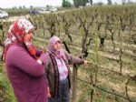 ÜZÜM BAĞI - Dolu Sarıgöl’de Hasara Yol Açtı.