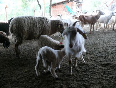 Keçi Yetim Kalan Kuzu Yavrularına Süt Anneliği Yapıyor