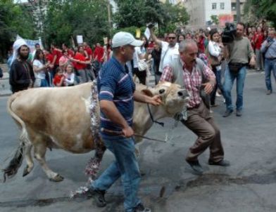 Mülkiye'nin İnek Bayramı'na 'Milli İçki' ve 'Biber Gazı' Damga Vurdu