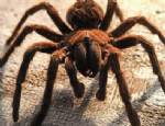 MINAS - Örümcek zehirlenmesinde aşı umudu