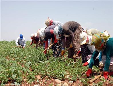 Tarım İşçileri Zor Şartlarda Çalışıyor