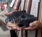 NARLıCA - İznik Gölü’nde Pirana Yakalandı