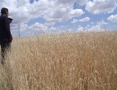 Kulu’da Dolu Yağışı Ekili Alanlara Zarar Verdi