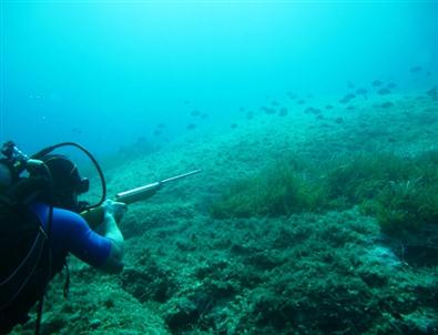 “Zıpkın İle Balık Avlamayın” Uyarısı